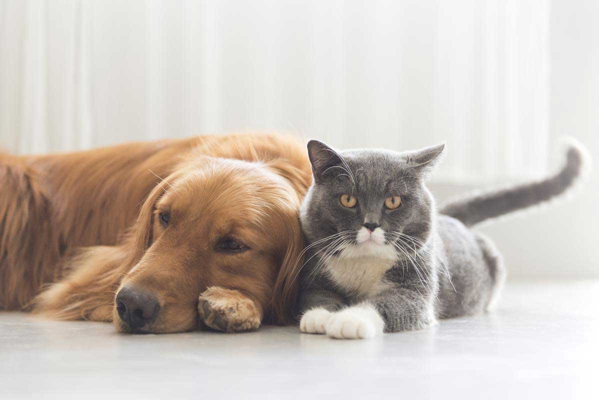 about our veterinary practice Willow Grove, PA