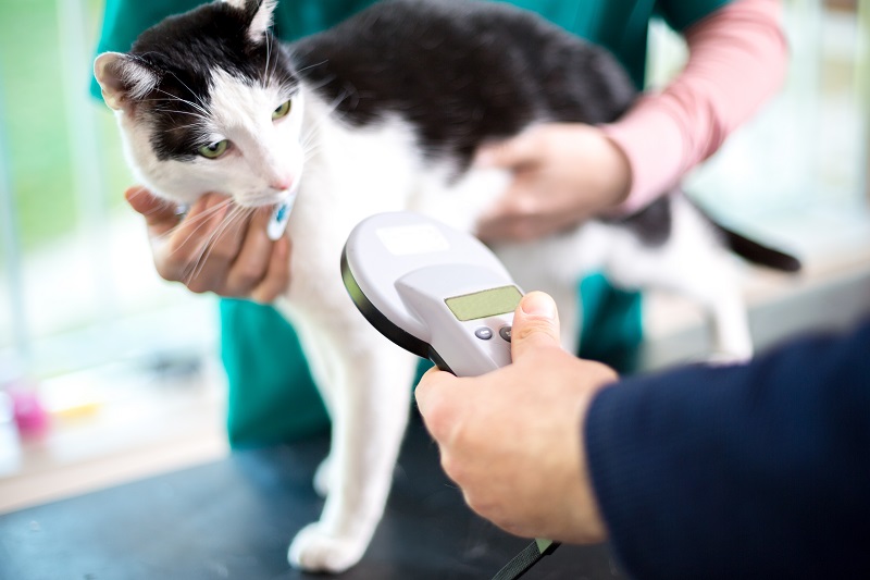 Microchipping Willow Grove, PA