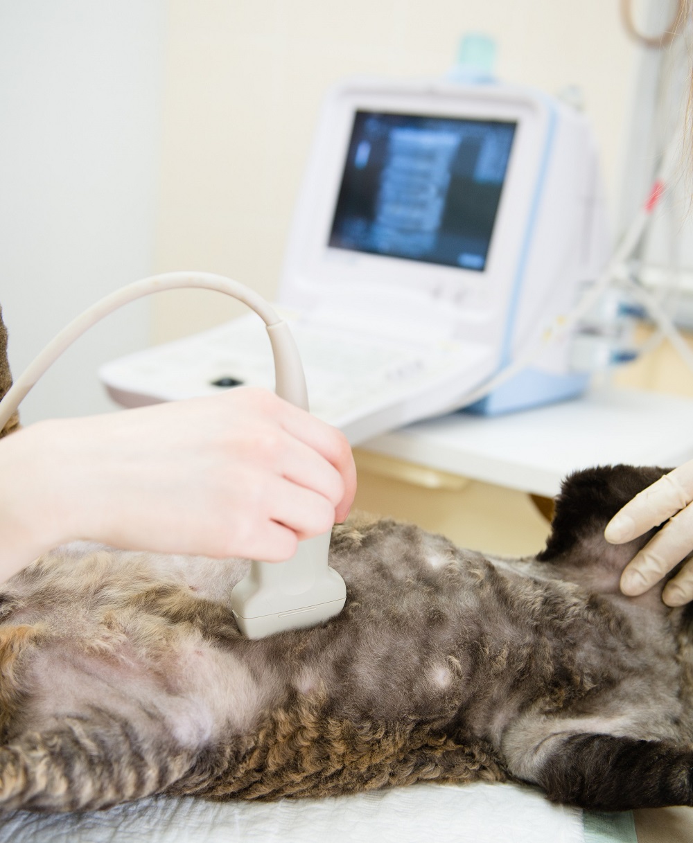 Ultrasound Willow Grove, PA